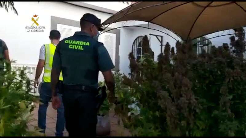 La Guardia Civil incautó 41 kilos y 44 plantas de marihuana / TA